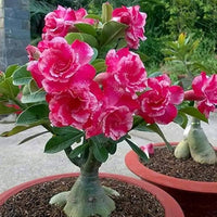 Adenium Flower seeds for Planting Cut Flower Favorite Heirloom & GMO Free Seeds for Home Garden