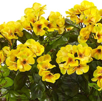 Geranium Yellow Flower seeds for Planting - Colorful Display, Heirloom & GMO Free Seeds for Home Garden
