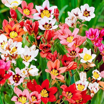 Sparaxis Mix Seeds for Planting  Colorful Garden Flowers