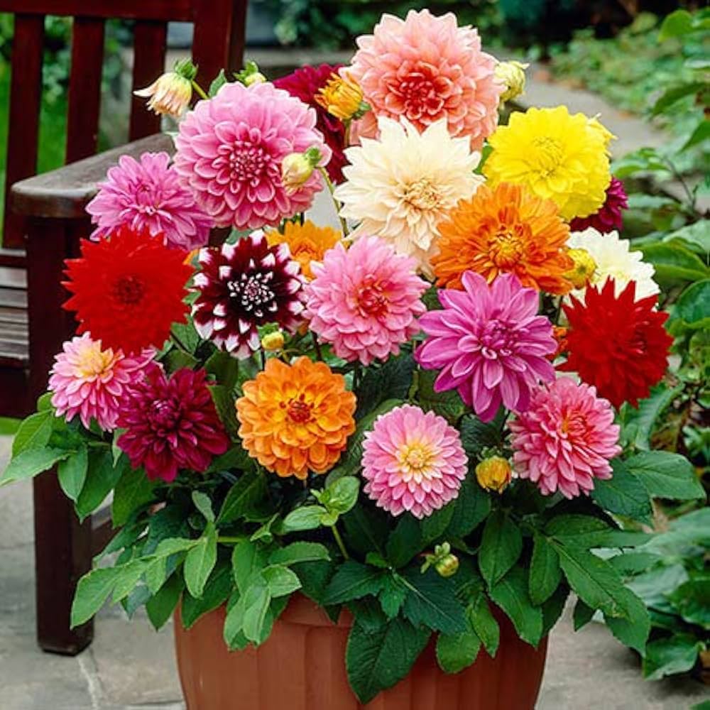 Grow Stunning Howden Dahlias  Premium Flower Seeds for Garden Planting