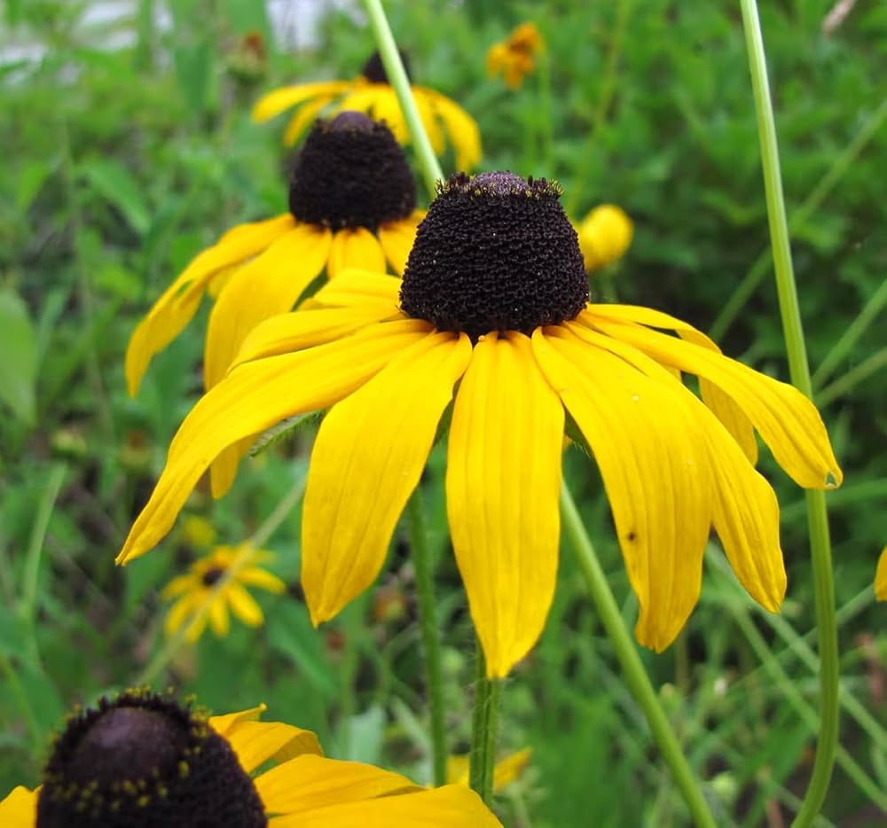 Rudbeckia Flower seeds for Planting Vibrant Colors Heirloom & GMO Free Seeds for Home Garden