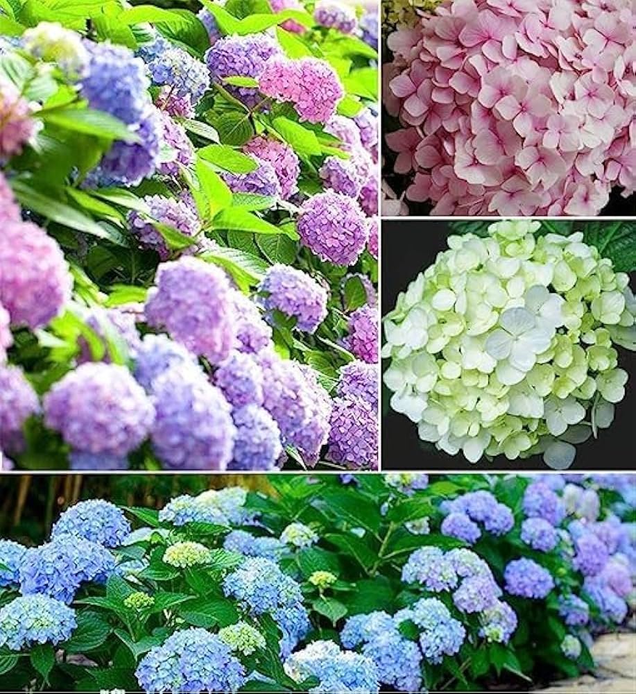 Green Blue Hydrangea Flower seeds for Planting - Sun Loving, Heirloom & GMO Free Seeds for Home Garden
