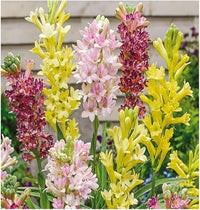 Light Yellow Ascocentrum Flower seeds for Planting - Hardy Variety, Heirloom & GMO Free Seeds for Home Garden