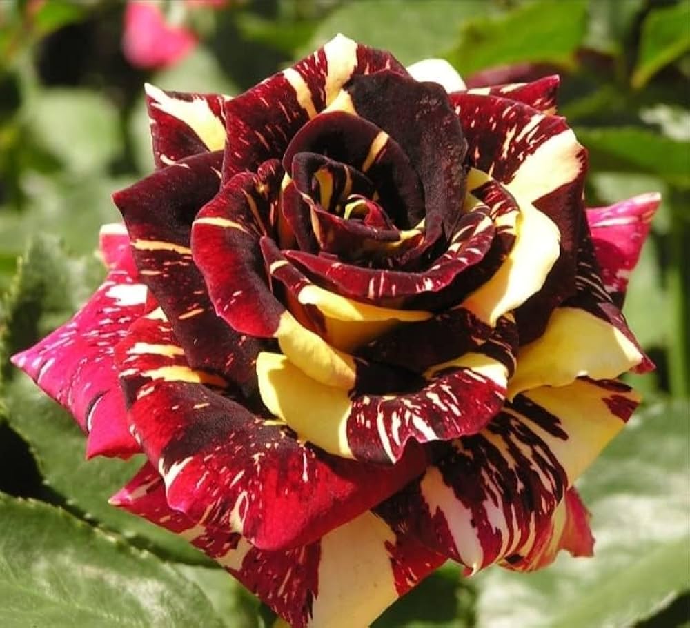 Rose Flower Seeds for Planting - Red and Yellow Blooms for a Colorful Garden