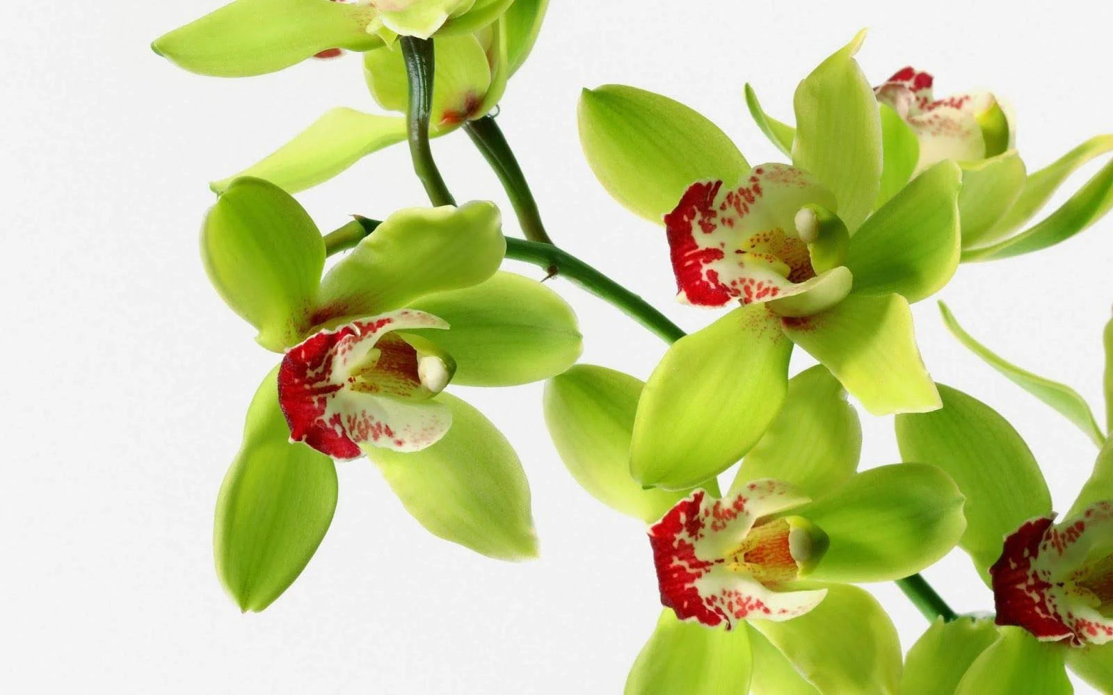 Green Red Dendrobium Flower seeds for Planting - Shade Tolerant, Heirloom & GMO Free Seeds for Home Garden
 
 Sale