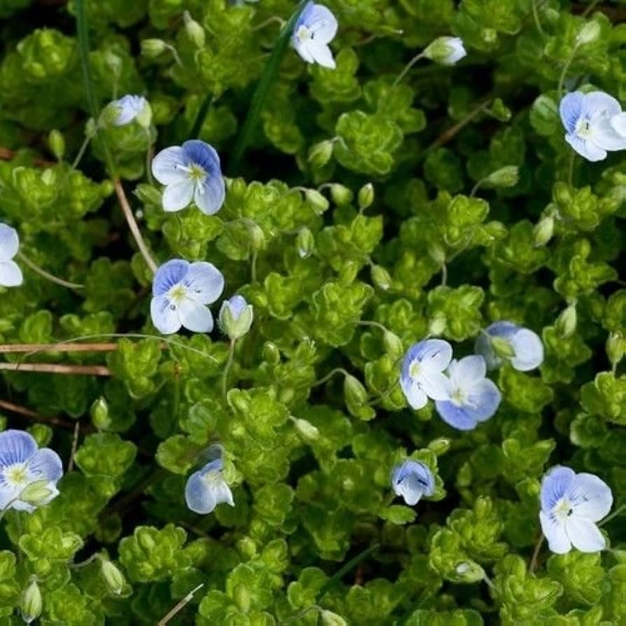 Creeping Blue Speedwell Seeds for Planting flower bed home garden