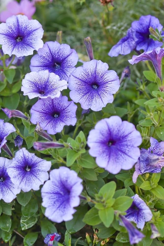Light Purple Mini Violet Flower Seeds for Planting Perfect for Borders Heirloom & GMO Free Seeds for Home Garden
 
 Sale
