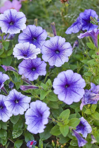 Light Purple Mini Violet Flower Seeds for Planting Perfect for Borders Heirloom & GMO Free Seeds for Home Garden
 
 Sale