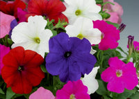 Mixed Petunia Mirage Seeds for Vibrant Spring Planting