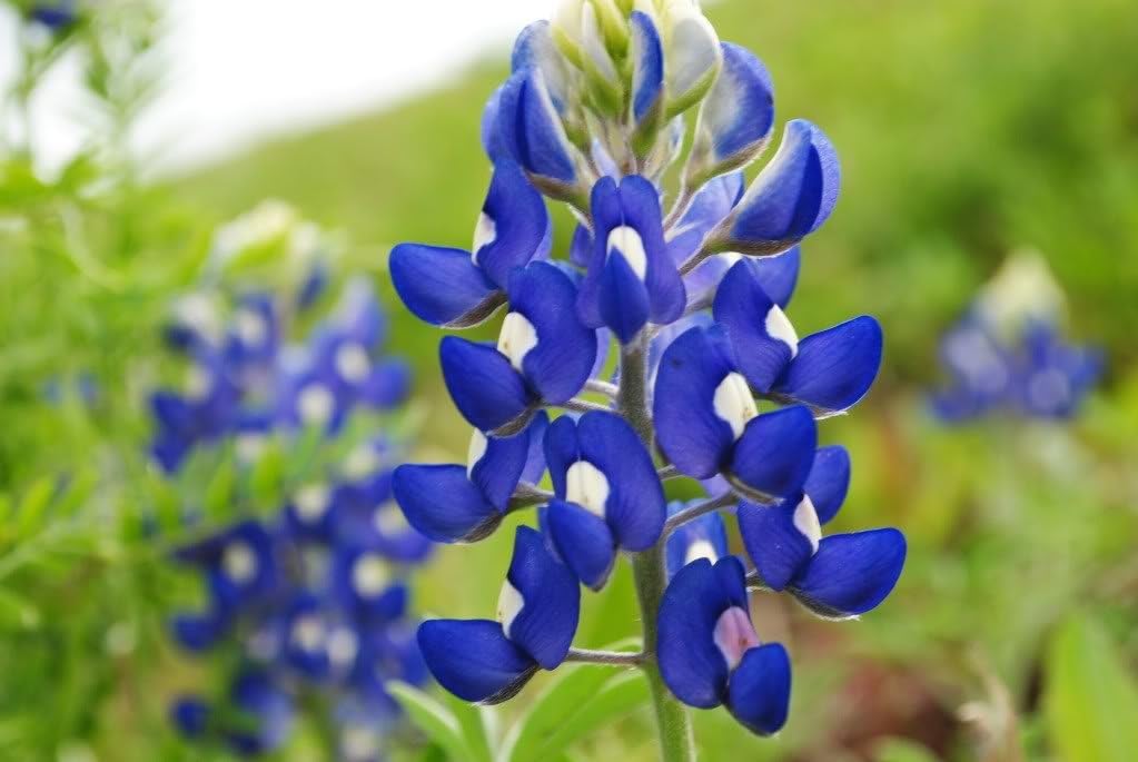 Bluebonnet Seeds for Planting: Grow Beautiful Flowers