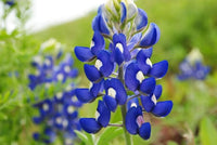 Bluebonnet Seeds for Planting: Grow Beautiful Flowers