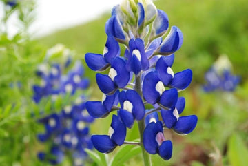 Bluebonnet Seeds for Planting: Grow Beautiful Flowers
