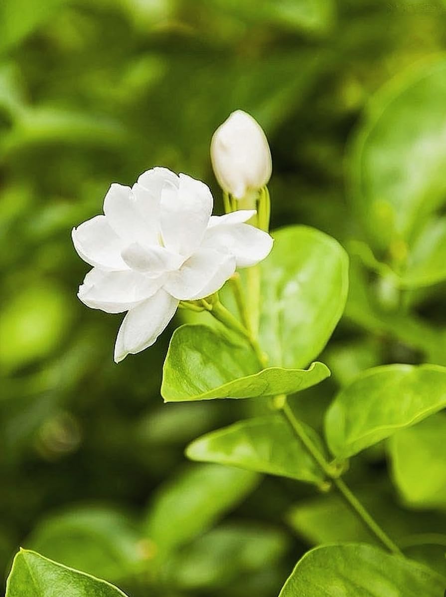 White Jasmine Flower seeds for Planting - Drought Tolerant, Heirloom & GMO Free Seeds for Home Garden