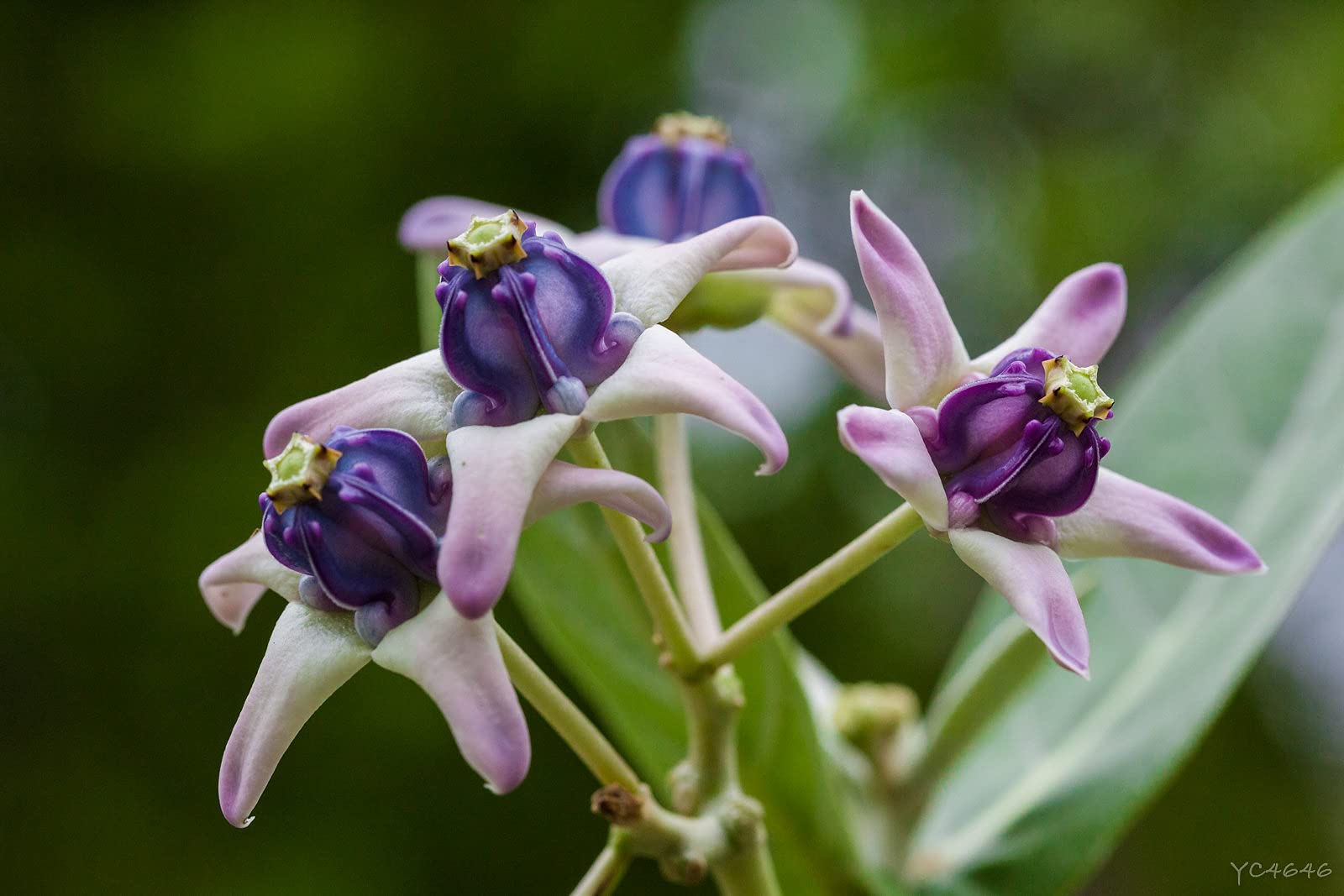 Gigantea Flower seeds for Planting - Low Maintenance, Heirloom & GMO Free Seeds for Home Garden