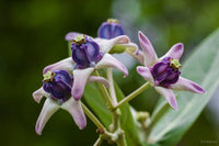 Gigantea Flower seeds for Planting - Low Maintenance, Heirloom & GMO Free Seeds for Home Garden