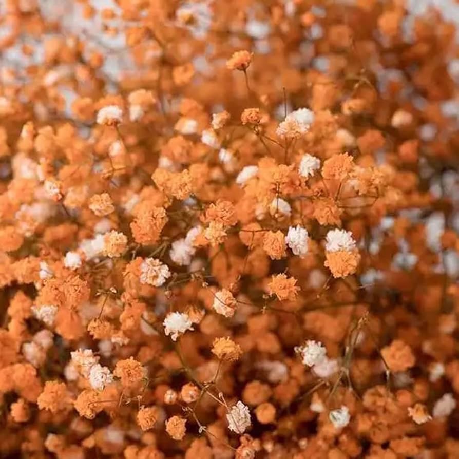 Gypsophila Flower seeds for Planting - Shade Tolerant, Heirloom & GMO Free Seeds for Home Garden
