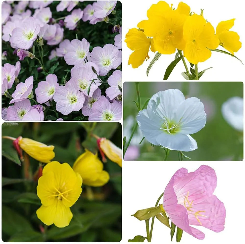 Mixed Oenothera Biennis Flower seeds for Planting - Cut Flower Favorite, Heirloom & GMO Free Seeds for Home Garden