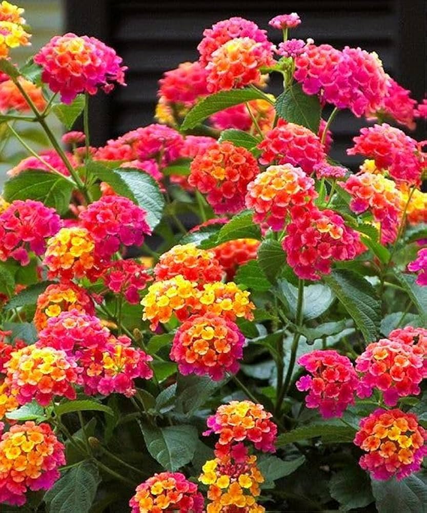Lantana Mix Flower Planting Seeds for a Colorful Garden