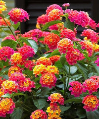Lantana Mix Flower Planting Seeds for a Colorful Garden