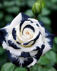 Black and White Rose Flower seeds for Planting - Garden Favorite, Heirloom & GMO Free Seeds for Home Garden
 
 Sale for planting in home garden.