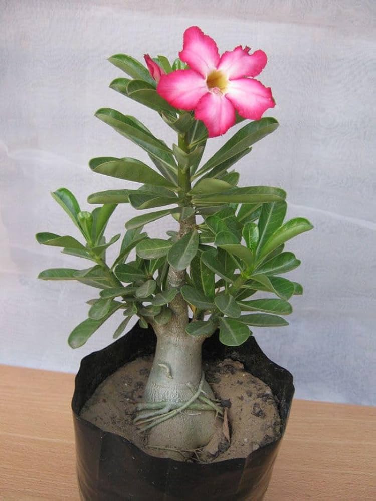Heirloom Caudex Flower seeds for Planting Perfect for Borders Heirloom & GMO Free Seeds for Home Garden