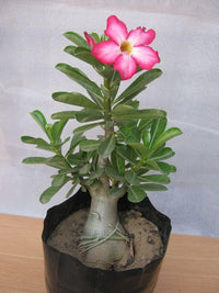 Heirloom Caudex Flower seeds for Planting Perfect for Borders Heirloom & GMO Free Seeds for Home Garden