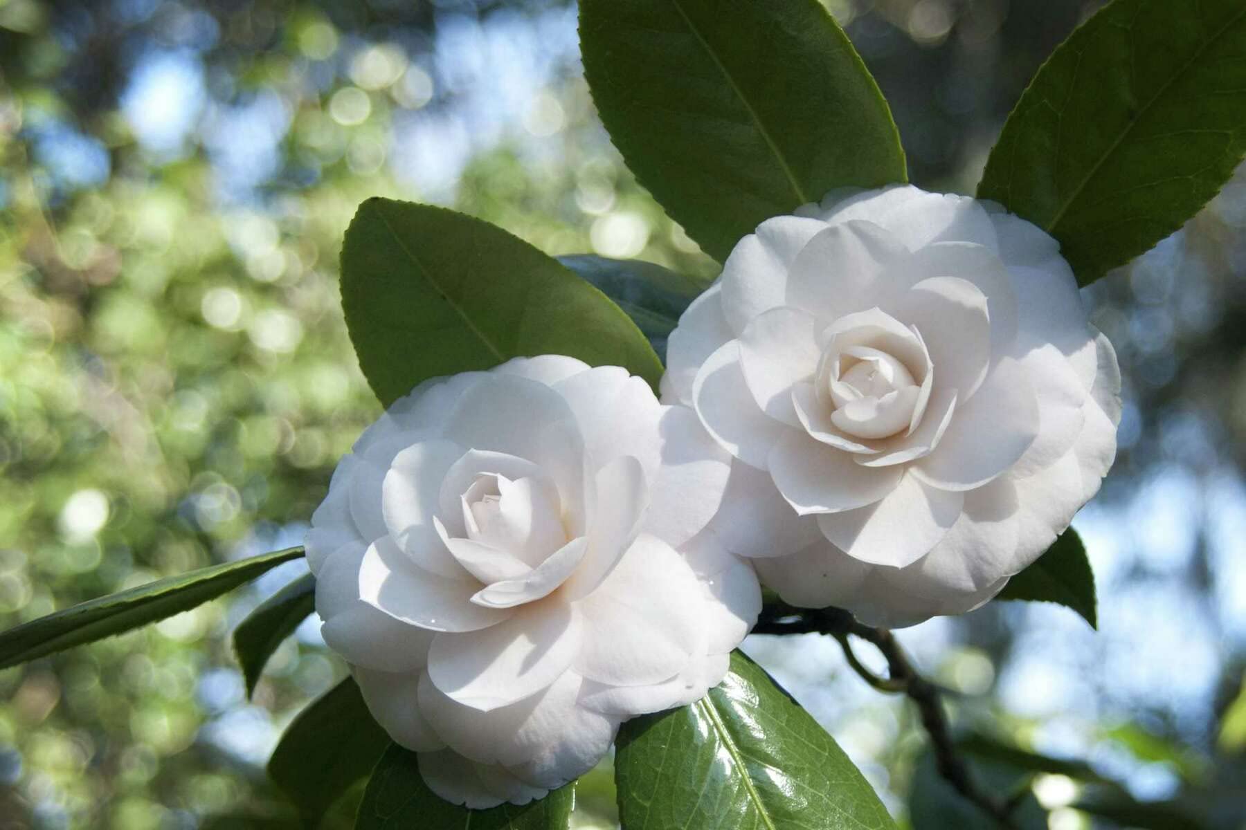 White Camellia Flores Flower Seeds for Planting Cut Flower Favorite Heirloom & GMO Free Seeds for Home Garden
 
 Sale