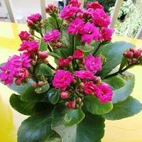 Pink Kalanchoe Flower seeds for Planting Low Maintenance Heirloom & GMO Free Seeds for Home Garden 
 
 Sale