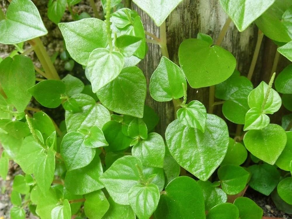 Peperomia Pellucida Flower seeds for Planting Seasonal Bloomer Heirloom & GMO Free Seeds for Home Garden