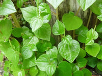 Peperomia Pellucida Flower seeds for Planting Seasonal Bloomer Heirloom & GMO Free Seeds for Home Garden