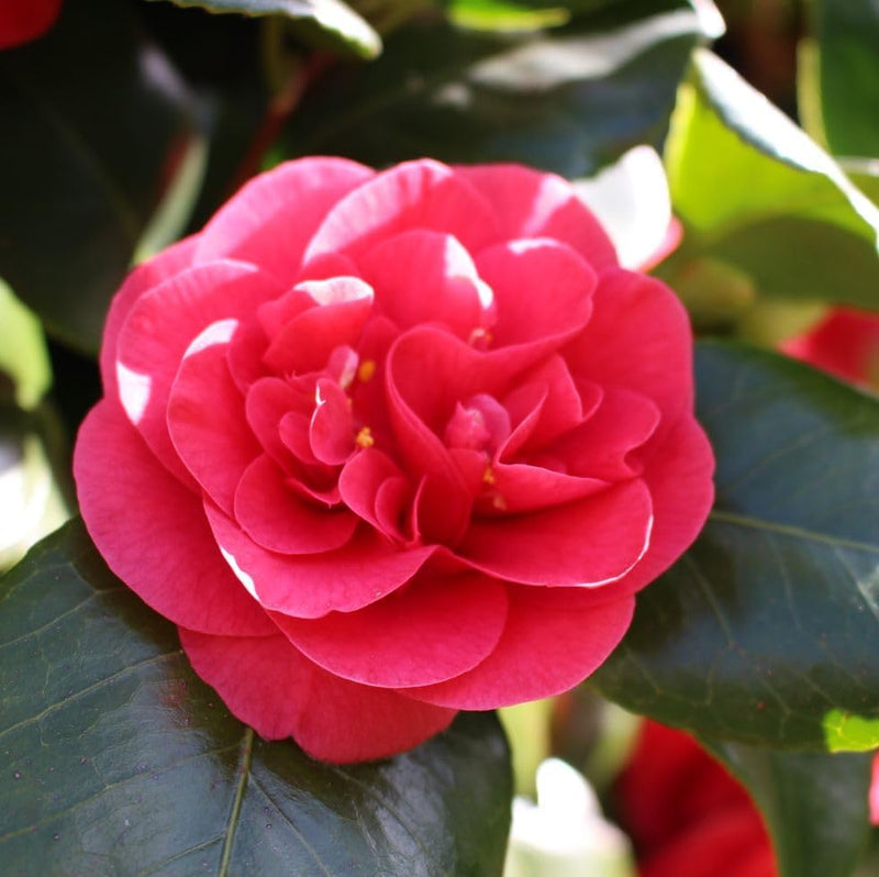 Gloxinia Sinningia speciosa for planting in indoor garden