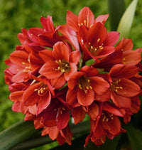 Miniata Flower seeds for Planting - Pollinator Friendly, Heirloom & GMO Free Seeds for Home Garden