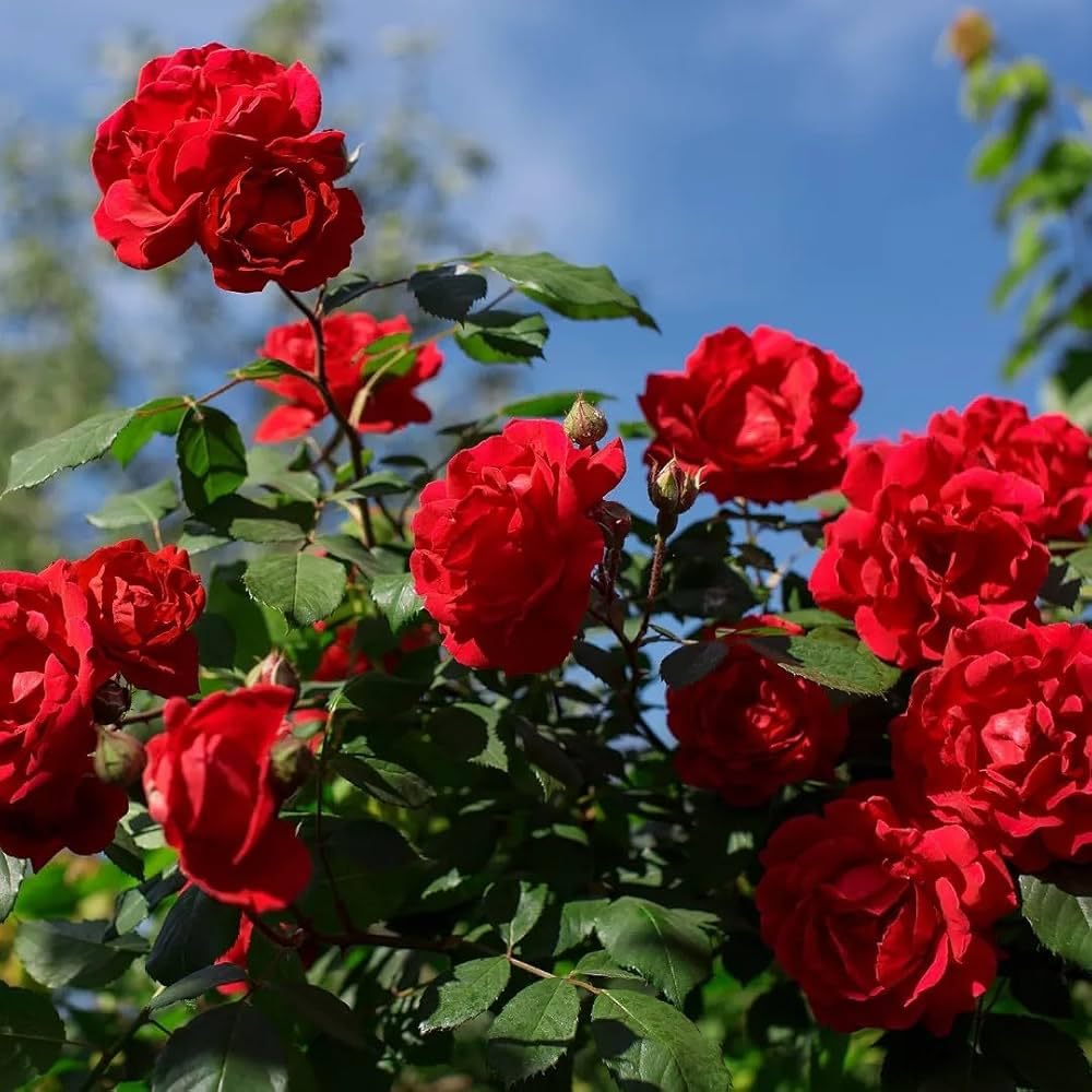 Rose Seeds Flower seeds for Planting, Bright Blooms Heirloom & GMO Free Seeds for Home Garden