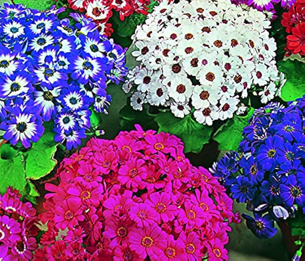 Mixed Color Flower seeds for Planting - Shade Tolerant, Heirloom & GMO Free Seeds for Home Garden
