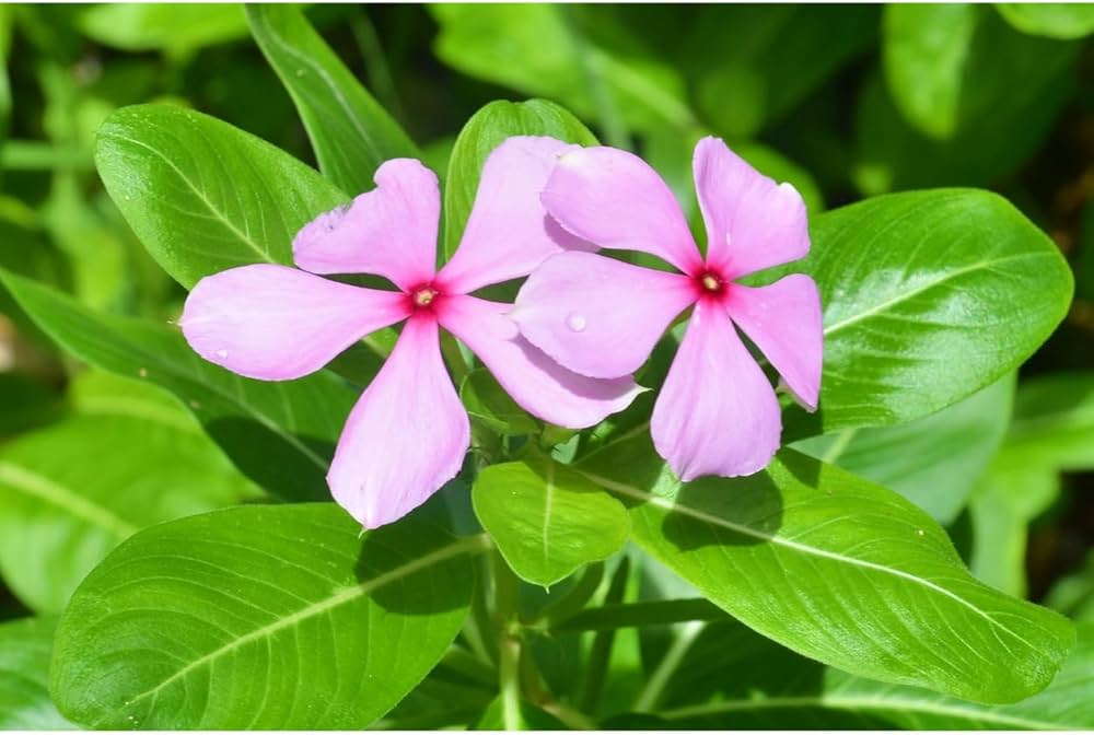 Catharanthus Flower seeds for Planting Garden Favorite Heirloom & GMO Free Seeds for Home Garden