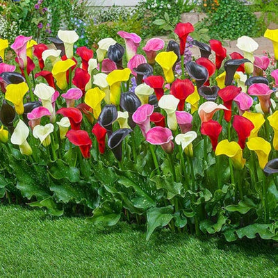 100 Pcs