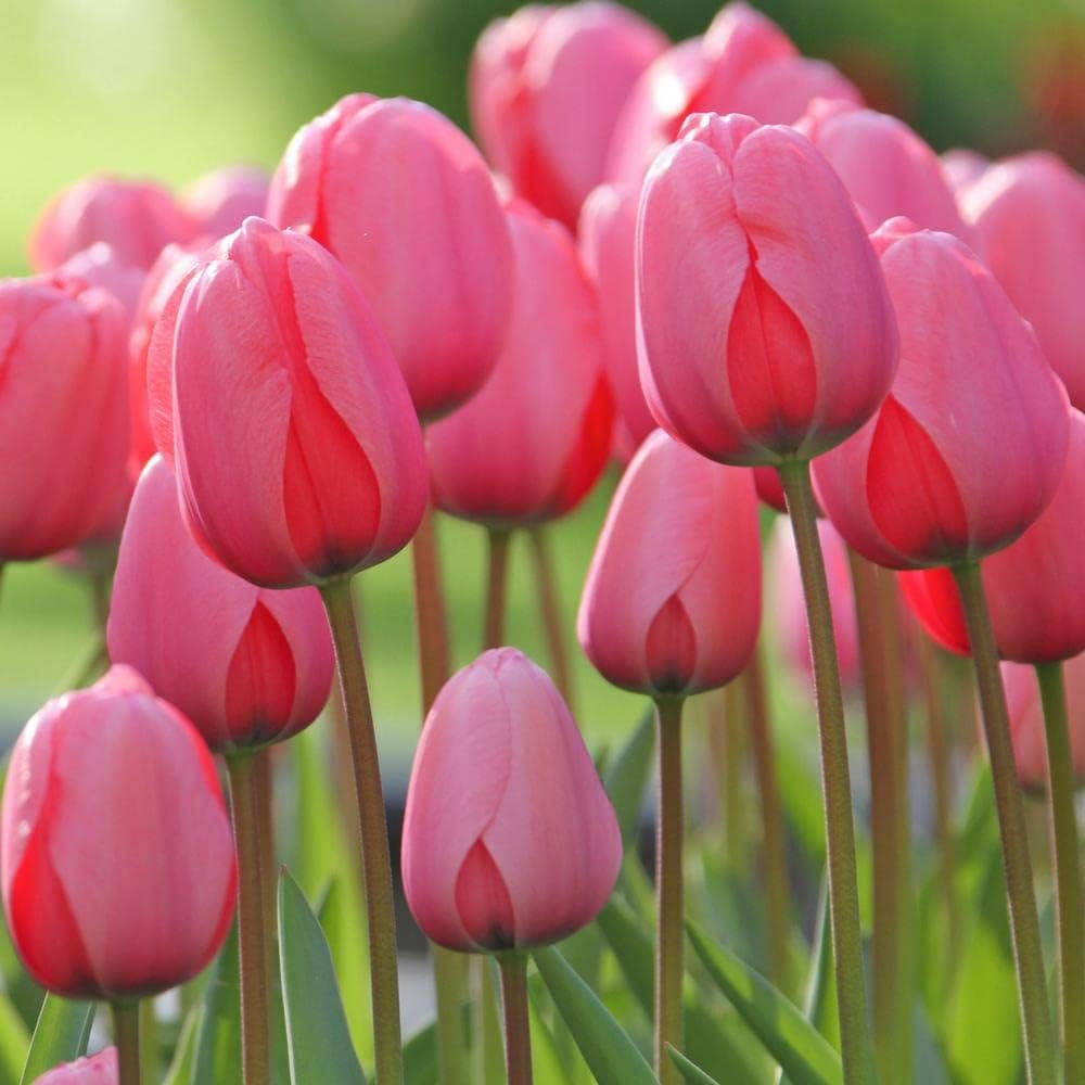 Orange Pink Tulip Flower Seeds for Planting Long Bloom Season Heirloom & GMO Free Seeds for Home Garden
 
 Sale