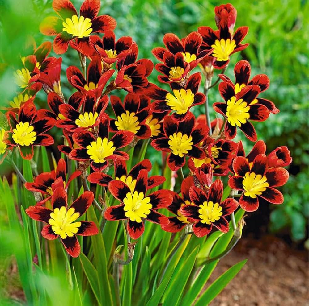Mixed Sparaxis Flower seeds for Planting - Bright Blooms, Heirloom & GMO Free Seeds for Home Garden