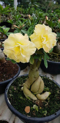 Light Yellow Adenium Obesum Flower seeds for Planting Hardy Variety Heirloom & GMO Free Seeds for Home Garden