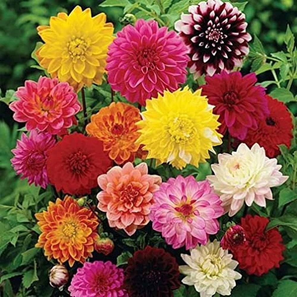 Grow Stunning Howden Dahlias  Premium Flower Seeds for Garden Planting