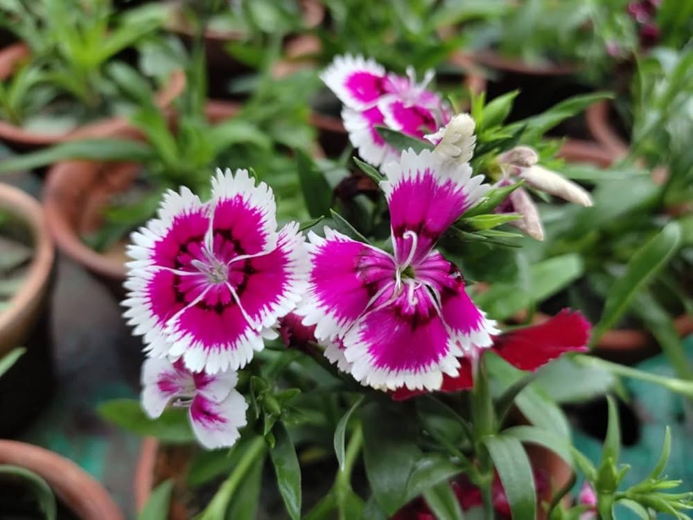 Purple White Dianthus Flower seeds for Planting - Cottage Garden Essential, Heirloom & GMO Free Seeds for Home Garden