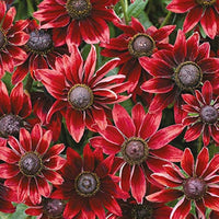 Red Rudbeckia Flower seeds for Planting - Compact Growth, Heirloom & GMO Free Seeds for Home Garden