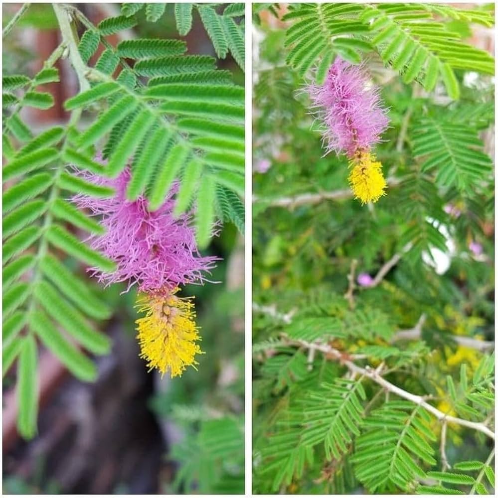 Prosopis Cineraria Tree Seeds for Planting - Cottage Garden Essential, Heirloom & GMO Free Seeds for Home Garden