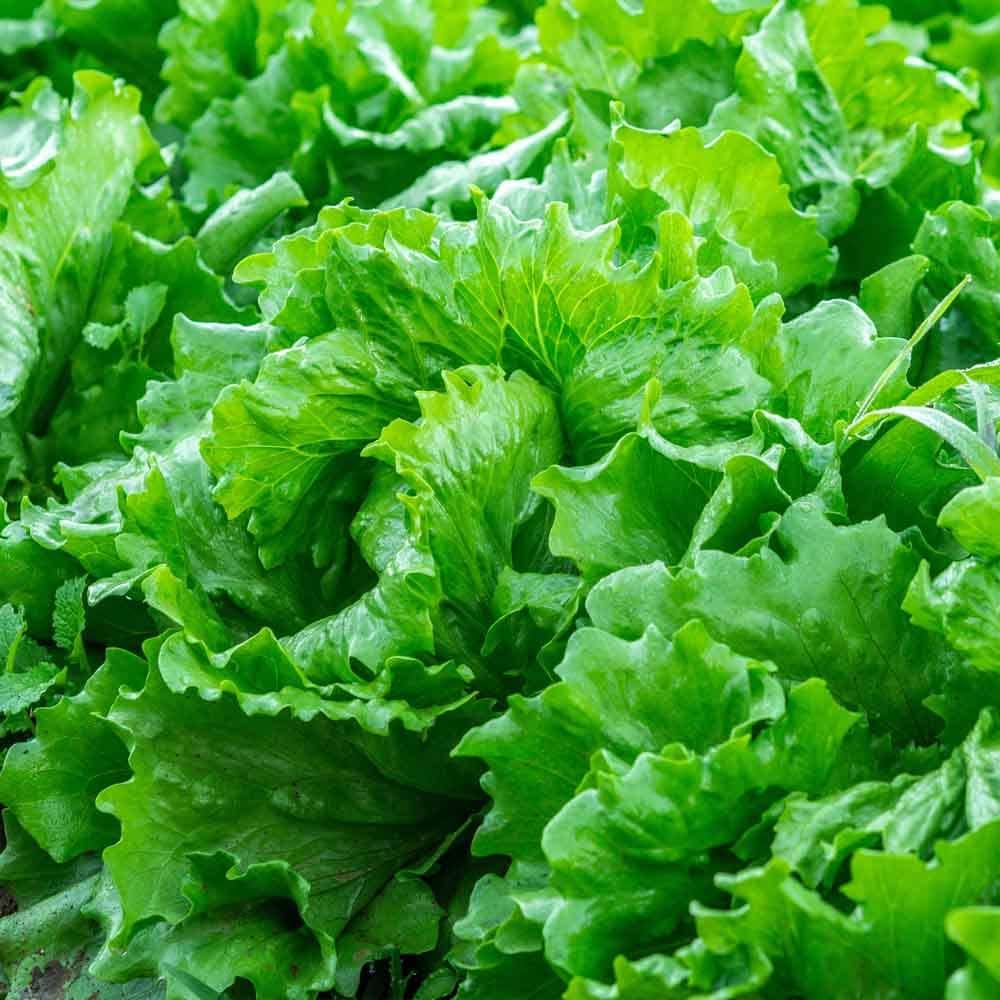 Lettuce Vegetable Seeds for Planting