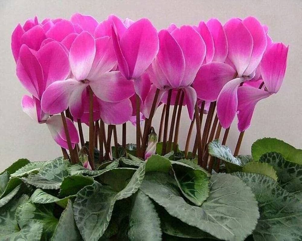 Dark Pink Cyclamen Flower seeds for Planting - Garden Favorite, Heirloom & GMO Free Seeds for Home Garden