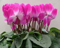 Pink & White Cyclamen Flower seeds for Planting - Cut Flower Favorite, Heirloom & GMO Free Seeds for Home Garden