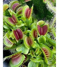 Pink Green Sundew for Planting Premium Quality Heirloom & GMO Free Seeds for Home Garden
 
 Sale