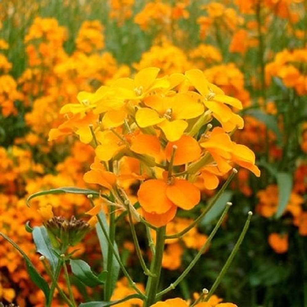 Siberian Wallflower Seeds for Colorful and Resilient Garden Blooms