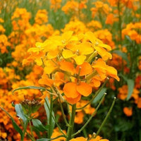 Siberian Wallflower Seeds for Colorful and Resilient Garden Blooms