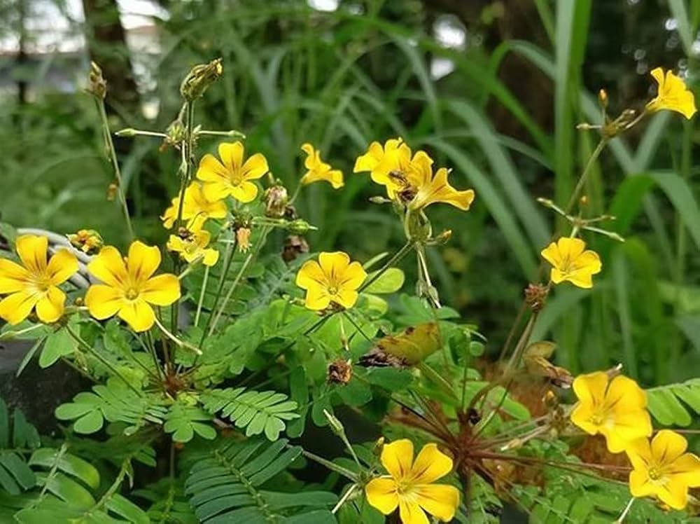 Biophytum Flower seeds for Planting - Garden Favorite, Heirloom & GMO Free Seeds for Home Garden